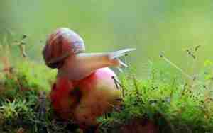 关于何的网名个性网名