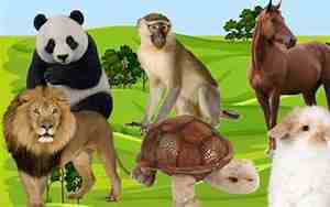 什么动物的声音用英语怎么说