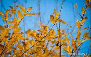 陈姓属兔女孩取名大全