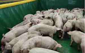 养猪的名字大全