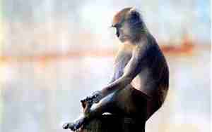 九二年属猴的是什么命2月25