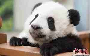 08年熊猫宝宝名字，08年熊猫宝宝名字大全