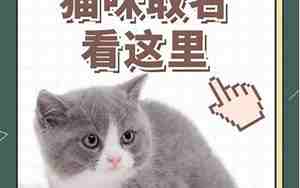 给公猫取名字,给公猫取名字大全两个字