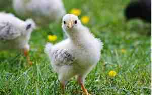 1993属鸡是什么命