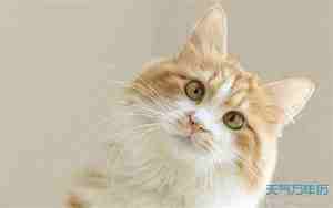 橘猫取名字,橘猫取名字洋气的有哪些