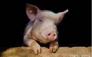 83猪网名，1983属猪网名