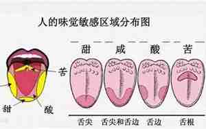 味觉和一般感觉有什么区别