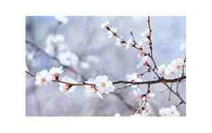 可以做网名的诗句,可以做网名的古诗词句子是什么