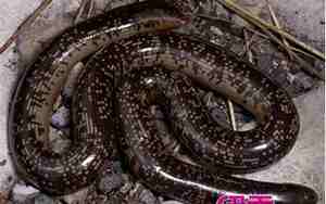 做梦梦见被蛇咬是什么意思,把蛇杀了是什么意思