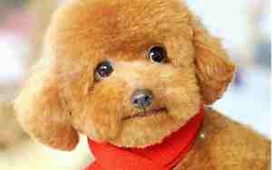 母泰迪取名字大全