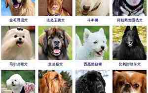 有创意的狗狗名字,好听的狗狗名字大全