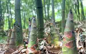 卖竹笋的宣传文案