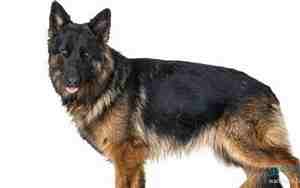 德牧名字取名大全