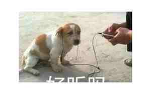 狗狗表情包配字