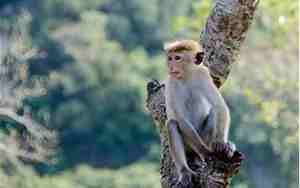 1968年属猴的是什么命