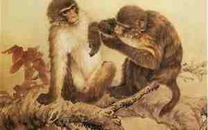 1980年属猴是什么命