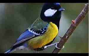 清脆的大山雀叫声