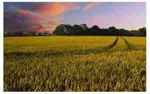 关于农业方面的公司名字有哪些