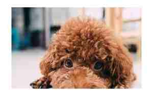 给泰迪狗起什么名字比较好