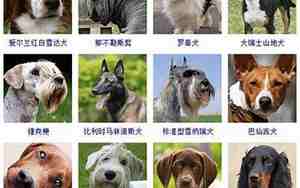 动物取名字大全,动物取名字大全可爱又好听