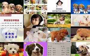 20018狗年宝宝名字，2018年狗宝宝的名字