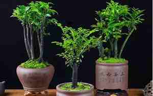 盆景该怎么起名字