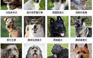 好听的宠物名字英文洋气