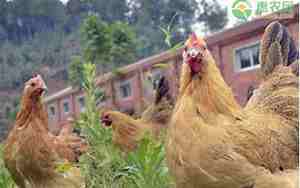下蛋好听的土鸡名字,下蛋最多的土鸡的品种有哪些
