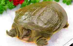 甲鱼养殖场取名