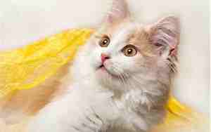 关于猫的网名女生霸气