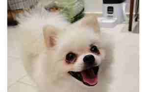 博美取什么名字好听一些狗狗好记