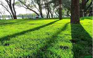 草坪公司取什么名字好