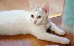 小白猫取名字好听