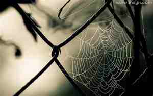 周公解梦梦见蜘蛛网是什么意思