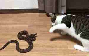 梦见被蛇追着咬是什么意思 周公解梦