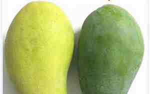 取名芒果怎么样