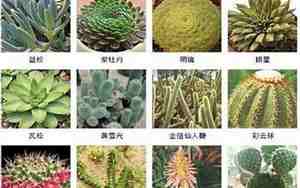 北方有名的植物