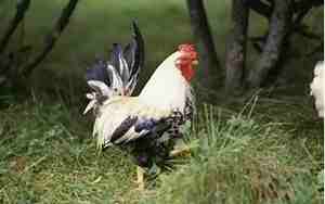 属鸡公司取名字大全