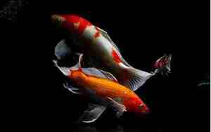 跟鱼有关的网名