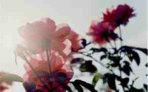 太阳花网名好听吗