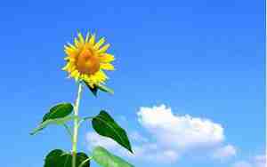 网名超拽霸气,小男孩的网名超拽霸气英文