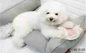 公比熊时髦好听的名字