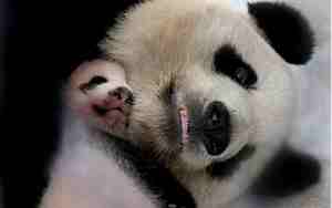 熊猫宝宝的名字是怎么取的
