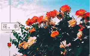 qq网名青春唯美伤感，qq网名青春唯美伤感男生