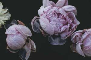 梦见一群人唱歌(梦见很多人一起唱歌是什么意思预兆)